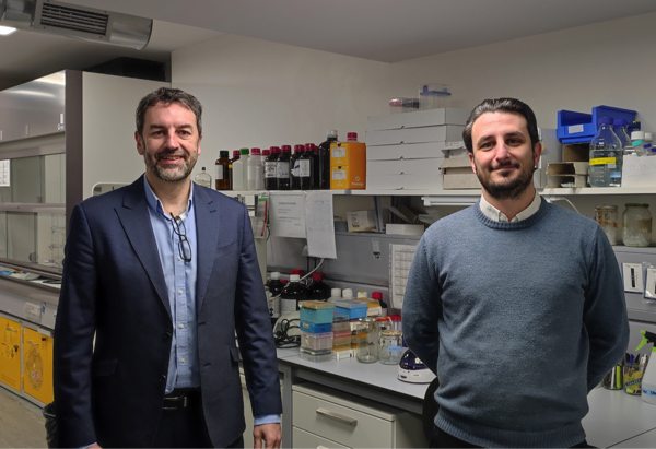 brain tumor El laboratorio de tumores cerebrales de la Fundación Vithas y la UFV participan en un estudio en el que se ha descubierto que los neutrófilos, un tipo de células inmunes adquieren diferentes “comportamientos” en la sangre durante los procesos inflamatorios| Noticias de Actualidad UFV Estudiar en Universidad Privada Madrid