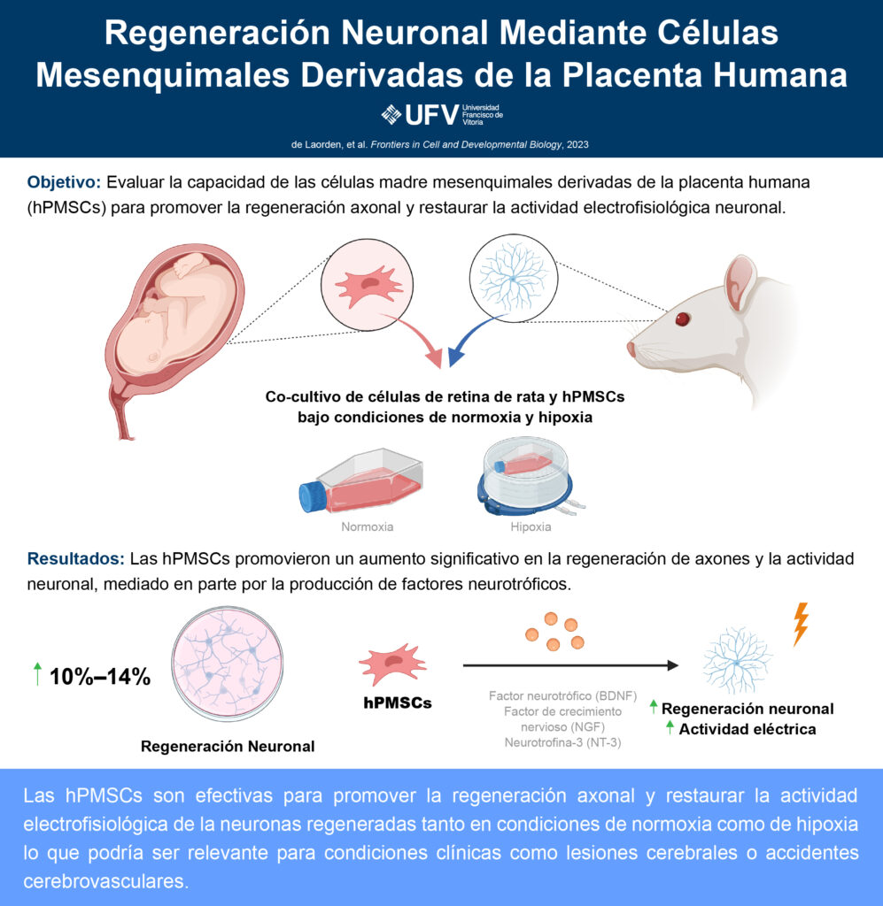 240424 para publicar infografia placenta Maite Iglesias 997x1024 Un estudio de la UFV muestra resultados prometedores en la utilización de células madre para la regeneración neuronal Estudiar en Universidad Privada Madrid