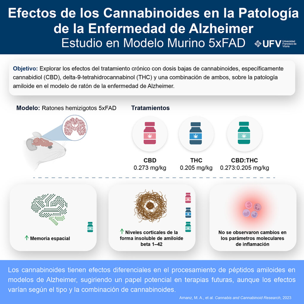 240429 infografia cannabinoides y Alzheimer 1024x1024 Un estudio de la UFV muestra los beneficios potenciales de los cannabinoides CBD y THC para el tratamiento del Alzheimer Estudiar en Universidad Privada Madrid