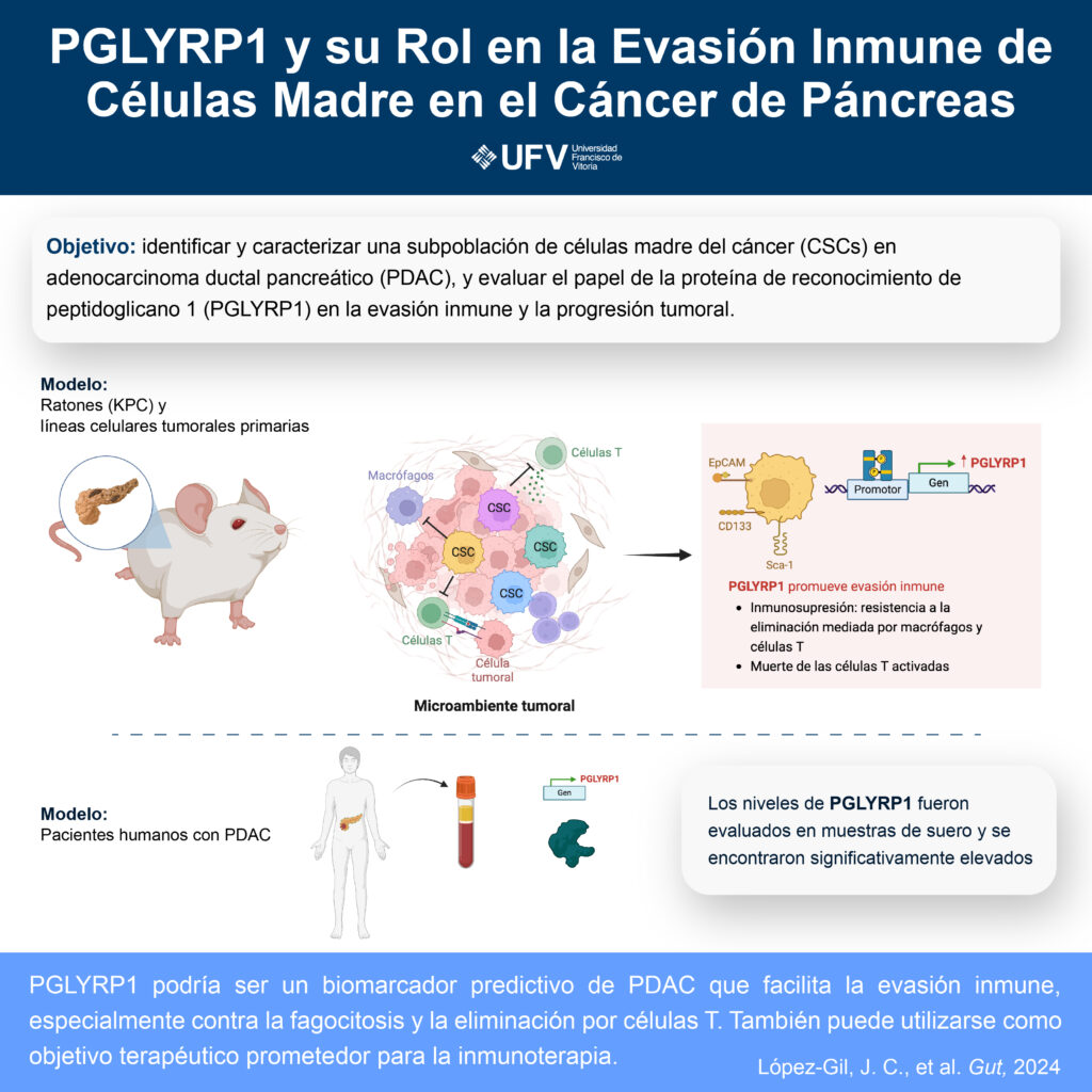 240604 para publicar infografia cancer de pancreas 1024x1024 Investigadores de la UFV participan en una investigación en la lucha contra el cáncer de páncreas Estudiar en Universidad Privada Madrid