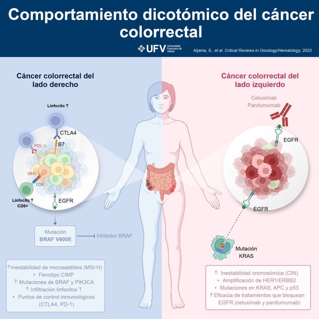 240604 para publicar infografia comportamiento dicotomico del cancer colorrectal 1024x1024 ¿Cómo influye la composición del microbioma en el desarrollo del cáncer de colon? Estudiar en Universidad Privada Madrid